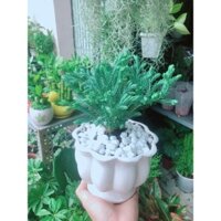 Chậu Cây Tuyết Tùng