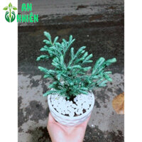Chậu Cây Tuyết Tùng