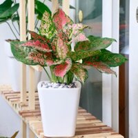 Chậu cây Vạn Lộc - Chậu tự dưỡng cao cấp làm quà tặng (cao 40cm)