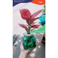 Chậu Cây Vạn Lộc Hồng Thuỷ Sinh (chậu thuỷ tinh)
