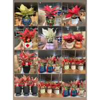 Chậu cây Vạn Lộc Huyết Rồng tiểu cảnh giao mẫu ngẫu nhiên