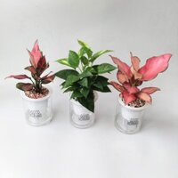 Chậu cây vạn lộc, lưỡi hổ, kim tiền, cau tiểu trâm, trầu bà, bàng sing, phú qúy trồng sẵn chậu tự tưới thông minh .