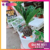 Chậu cây vạn tuế tiểu cảnh Ưa Thích