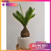 Chậu cây vạn tuế Ưa Thích