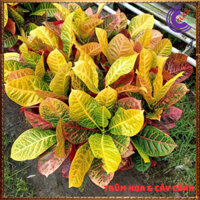 CHẬU CÂY VÀNG ANH LÁ MÍT SIÊU LỌC KHÍ ĐỘC CÂY TRỔ VÀNG BẠC CẦU VỒNG️💄{{store}]