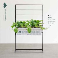 Chậu cây,hoa treo ban công đẹp,giá rẻ | Trầu bà