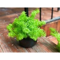 Chậu cỏ bông xanh ( cây giả )