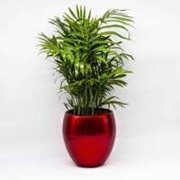 Chậu Composite để bàn cao cấp tự tưới Misaki ROS