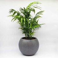 Chậu Composite để bàn cao cấp tự tưới Lapis ROS