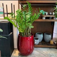 Chậu composite đỏ đô bóng