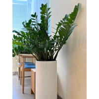 Chậu composite trụ tròn 30x70 HomeViet