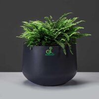 Chậu Composite Vĩnh Lộc [ Queenpot ]