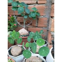 Chậu củ bình vôi Thái đang lên mầm, chậu trồng 9cm, lỗi 1 đổi 1