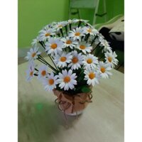 Chậu cúc Tana, cúc họa mi handmade