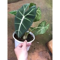 Chậu cứng Alocasia Frydek