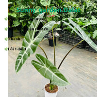 Chậu cứng Alocasia Longiloba - Môn mũi tên