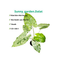 Chậu cứng alocasia odora batik