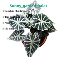 Chậu cứng Alocasia Parasol