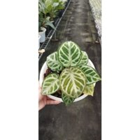 chậu cứng anthurum siver hope lá khỏe đẹp đang úp zise bung lá mới ☘️