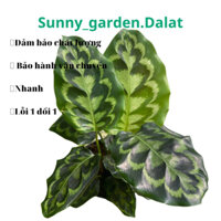 Chậu cứng calathea Helen Kenedy - Đuôi công Helen