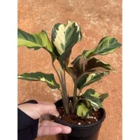 Chậu cứng Calathea Yellow fusion