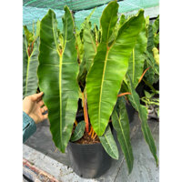 Chậu cứng Hồng hạc chân cam - philodendron billlitae