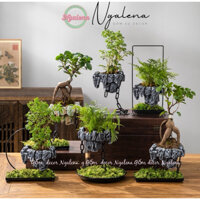 Chậu đảo bay, chậu cây lơ lửng trồng cây bonsai, trồng rêu decor trang trí