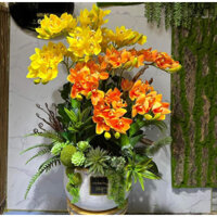 Chậu Địa lan trần mộng cao su cao cấp cắm sẵn 10c