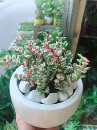Chậu Đô La Hồng đồng giâ 1
