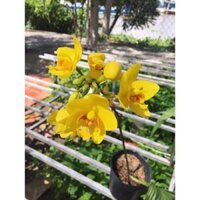 CHẬU GIỐNG HOA ĐỊA LAN CHU ĐỈNH VÀNG (ĐỊA LAN CHU ĐINH VÀNG) + Tặng 01 cây dâu da đất( bòn bon)