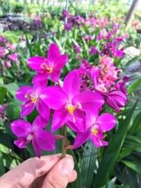 CHẬU GIỐNG HOA ĐỊA LAN CHU ĐỈNH HỒNG TÍM  (ĐỊA LAN CHU ĐINH MÀU HỒNG TÍM)