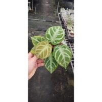 chậu giống mềm anthurium siver red hope khỏe đẹp