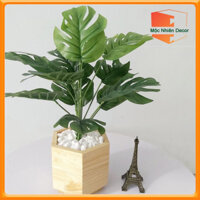 Chậu Gỗ Cắm Hoa Để Bàn Chậu Gỗ Thông Nhập Khẩu Chịu Nước MN-68