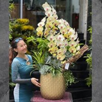 Chậu Gỗ Lũa Lan Hồ Điệp Vàng Trồng Cùng Sen Đá