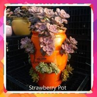 Chậu Gốm Đất Nung Hình Túi Đứng Strawberry Pot