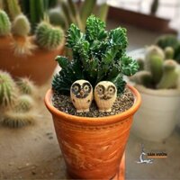 Chậu Gốm Đất Nung Ly Rèm D30 H30cm