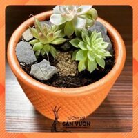 Chậu Gốm Đất Nung Terracotta Vân Gạch Trồng Sen Đá, Xương Rồng Size 8cm – Decor văn phòng