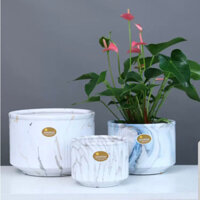 Chậu Gốm Sứ Dáng Cao trồng cây kiểng size 36-47cm - Chậu trồng cây kiểng lá lớn