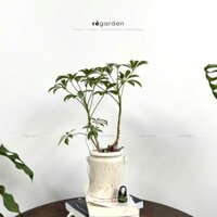 Chậu Gốm Sứ Hoạ Tiết - Chậu Xuất Khẩu Trồng Cây, Trang Trí Nhà, Sân Vườn