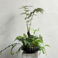Chậu Gốm Sứ Thấp Cho Cây Bonsai Nghệ Thuật - Chậu Xuất Khẩu Trồng Cây, Trang Trí Nhà, Sân Vườn