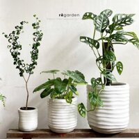 Chậu Gốm Sứ Vân Lượn Sóng Màu Trắng - Chậu Xuất Khẩu Trồng Cây, Trang Trí Nhà, Sân Vườn