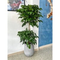 Chậu Hạnh phúc 2 tầng kèm chậu xi măng- Cây nội ngoại thất cao cấp, cây xanh văn phòng, cây trong nhà đep