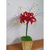 chậu hoa bỉ ngạn kẽm nhung