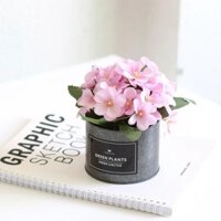 Chậu Hoa cẩm tú cầu trang trí bàn học, bàn làm việc