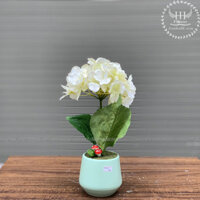 Chậu hoa cẩm tú cầu trắng CX20