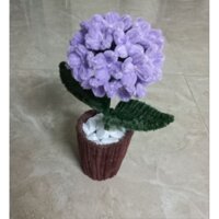 chậu hoa cẩm tú cầu