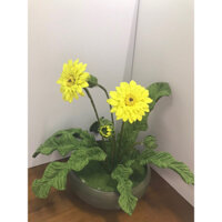 Chậu Hoa Cúc Đồng Tiền Handmade Kẽm Nhung