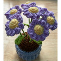 Chậu Hoa Cúc Hoạ Mi