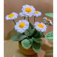 chậu hoa cúc hoạ mi