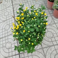 Chậu Hoa Cúc Tiger ( hàng đẹp .80cm đến 1m)